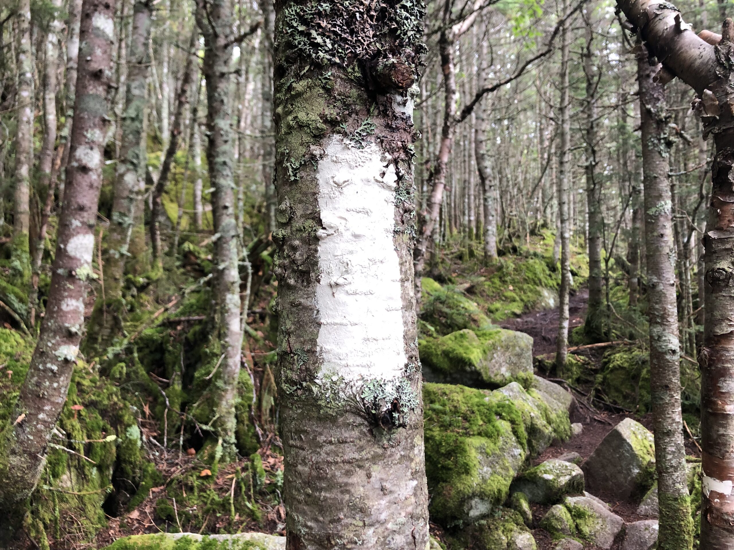 Mehr als nur Meilen: Was uns der Appalachian Trail gelehrt hat